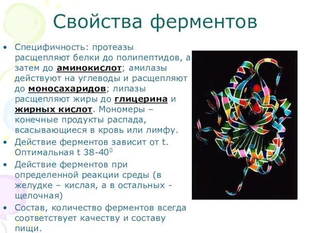 Свойства ферментов Специфичность: протеазы расщепляют белки до полипептидов, а затем