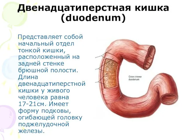 Двенадцатиперстная кишка (duodenum) Представляет собой начальный отдел тонкой кишки, расположенный