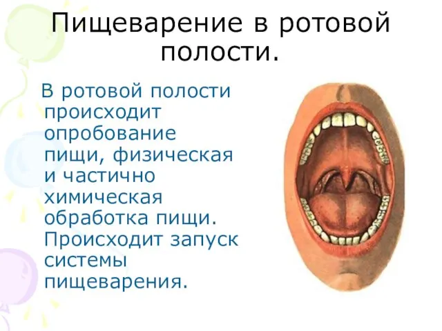 Пищеварение в ротовой полости. В ротовой полости происходит опробование пищи,