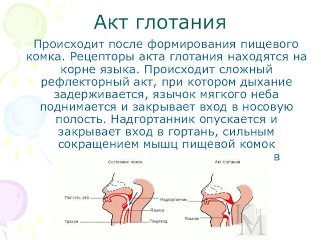 Акт глотания Происходит после формирования пищевого комка. Рецепторы акта глотания