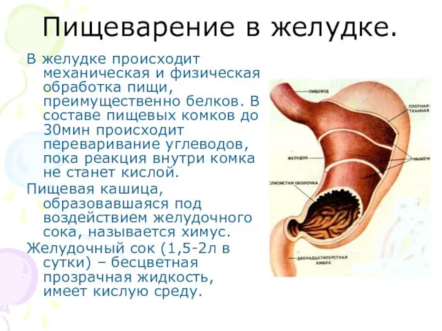 Пищеварение в желудке. В желудке происходит механическая и физическая обработка