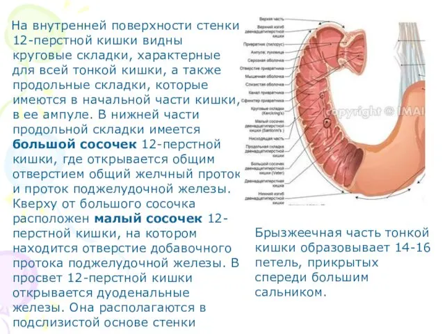 На внутренней поверхности стенки 12-перстной кишки видны круговые складки, характерные