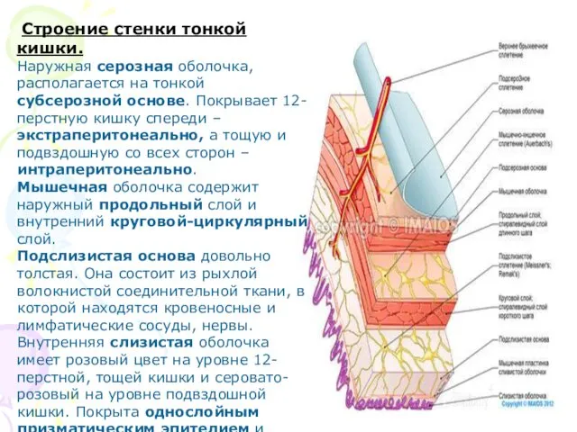 Строение стенки тонкой кишки. Наружная серозная оболочка, располагается на тонкой