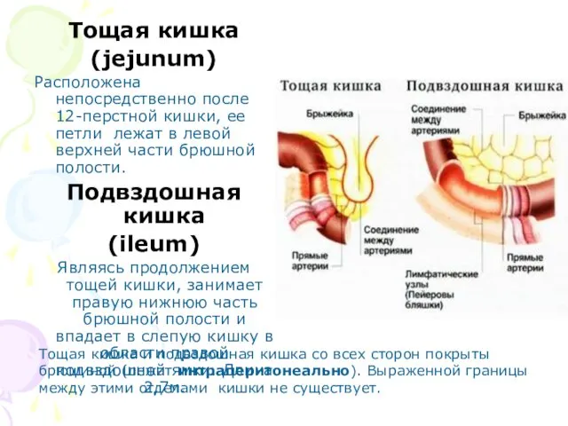 Тощая кишка (jejunum) Расположена непосредственно после 12-перстной кишки, ее петли