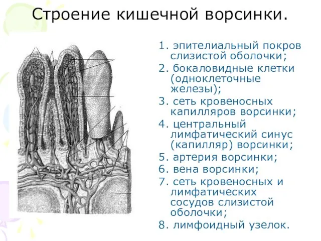 Строение кишечной ворсинки. 1. эпителиальный покров слизистой оболочки; 2. бокаловидные