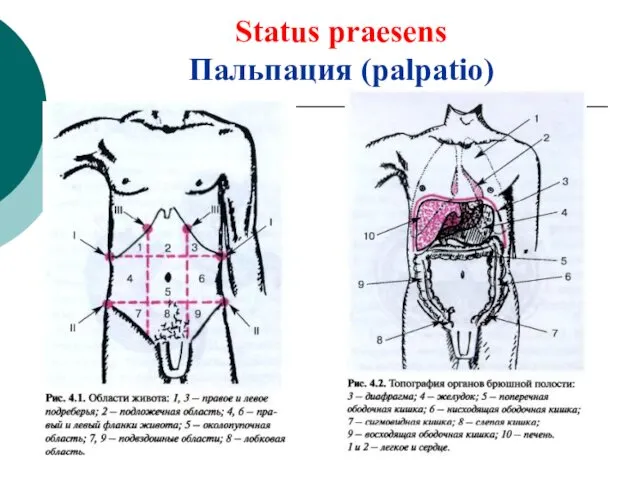 Status praesens Пальпация (palpatio)