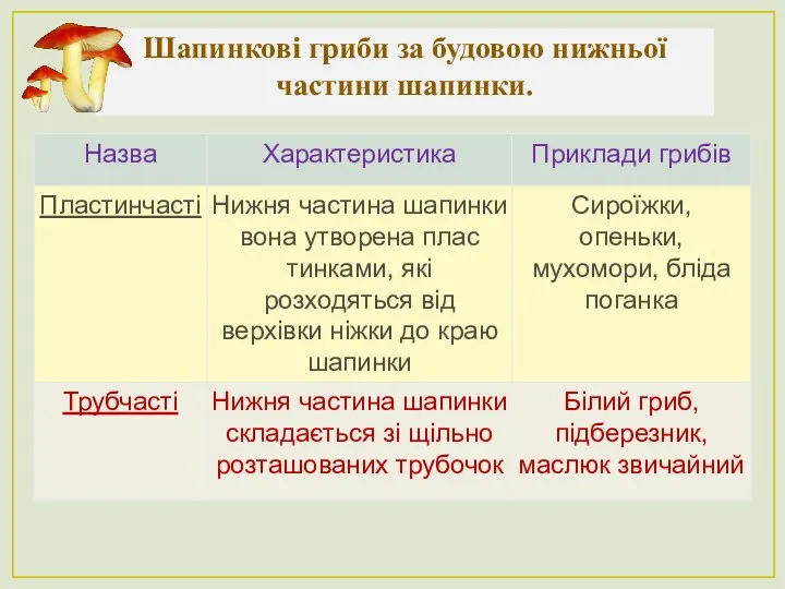 Шапинкові гриби за будовою нижньої частини шапинки.