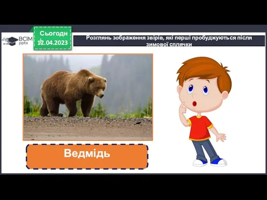 12.04.2023 Сьогодні Розглянь зображення звірів, які перші пробуджуються після зимової сплячки Ведмідь