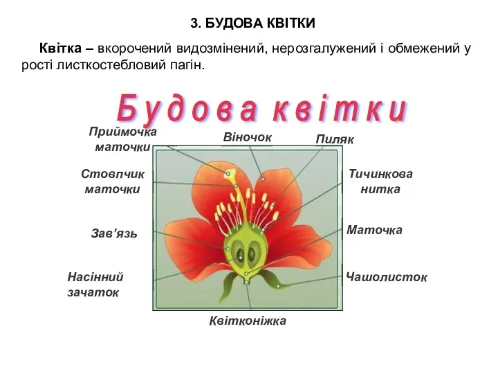 Квітка – вкорочений видозмінений, нерозгалужений і обмежений у рості листкостебловий