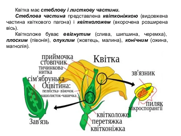 Квітка має стеблову і листкову частини. Стеблова частина представлена квітконіжкою