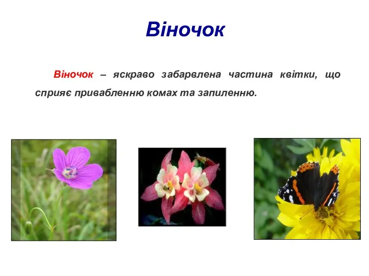 Віночок Віночок – яскраво забарвлена частина квітки, що сприяє привабленню комах та запиленню.