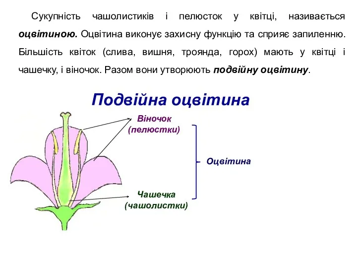 Сукупність чашолистиків і пелюсток у квітці, називається оцвітиною. Оцвітина виконує