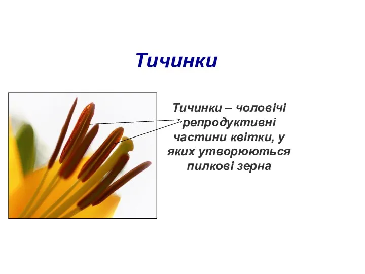 Тичинки Тичинки – чоловічі репродуктивні частини квітки, у яких утворюються пилкові зерна