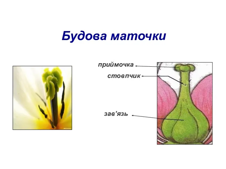 Будова маточки приймочка стовпчик зав’язь