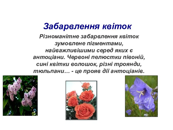 Забарвлення квіток Різноманітне забарвлення квіток зумовлене пігментами, найважливішими серед яких