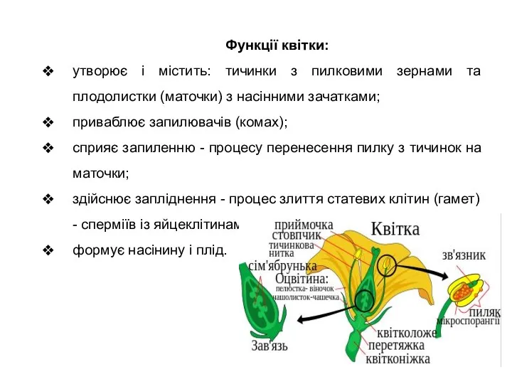 Функції квітки: утворює і містить: тичинки з пилковими зернами та