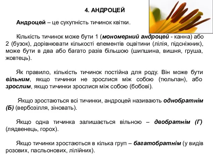 4. АНДРОЦЕЙ Андроцей – це сукупність тичинок квітки. Кількість тичинок