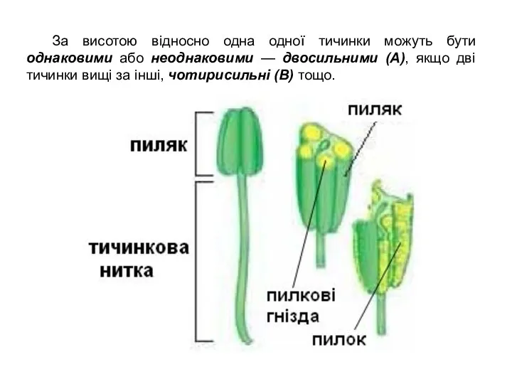 За висотою відносно одна одної тичинки можуть бути однаковими або