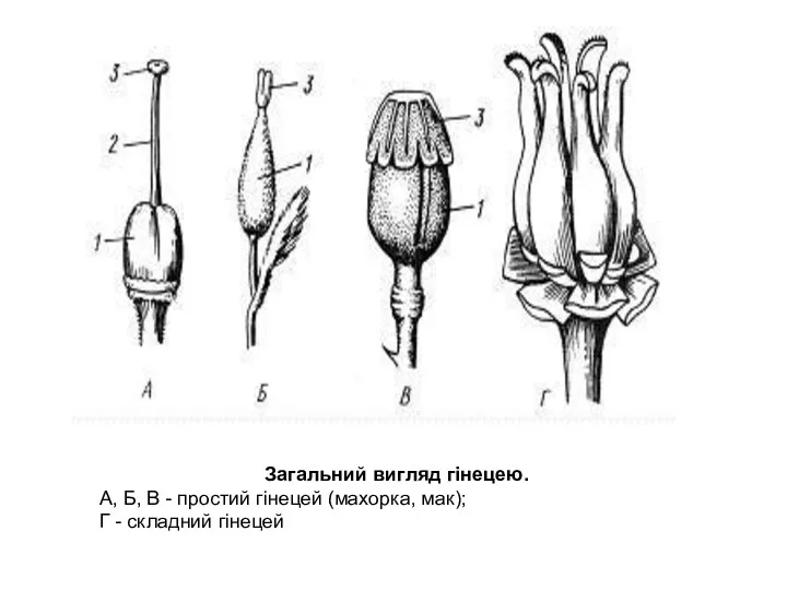 Загальний вигляд гінецею. А, Б, В - простий гінецей (махорка, мак); Г - складний гінецей