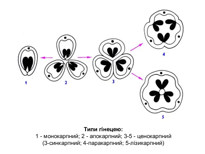 Типи гінецею: 1 - монокарпний; 2 - апокарпний; 3-5 - ценокарпний (3-синкарпний; 4-паракарпний; 5-лізикарпний)