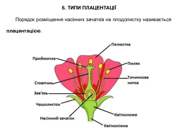 Порядок розміщення насінних зачатків на плодолистку називається плацентацією. 6. ТИПИ ПЛАЦЕНТАЦІЇ