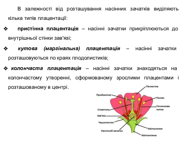 В залежності від розташування насінних зачатків виділяють кілька типів плацентації: