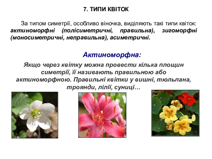 Актиноморфна: Якщо через квітку можна провести кілька площин симетрії, її