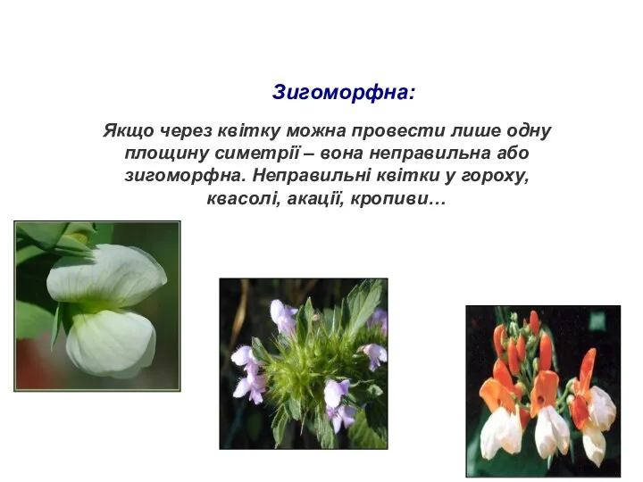 Зигоморфна: Якщо через квітку можна провести лише одну площину симетрії