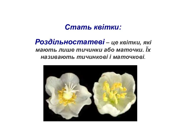 Стать квітки: Роздільностатеві – це квітки, які мають лише тичинки