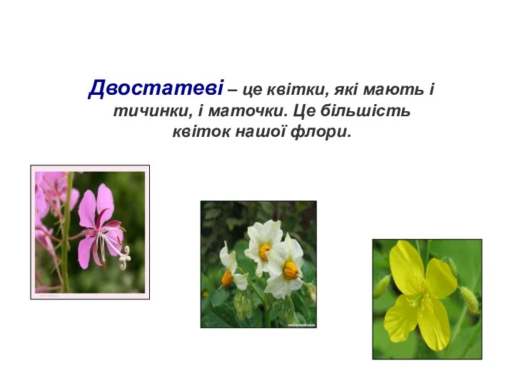 Двостатеві – це квітки, які мають і тичинки, і маточки. Це більшість квіток нашої флори.