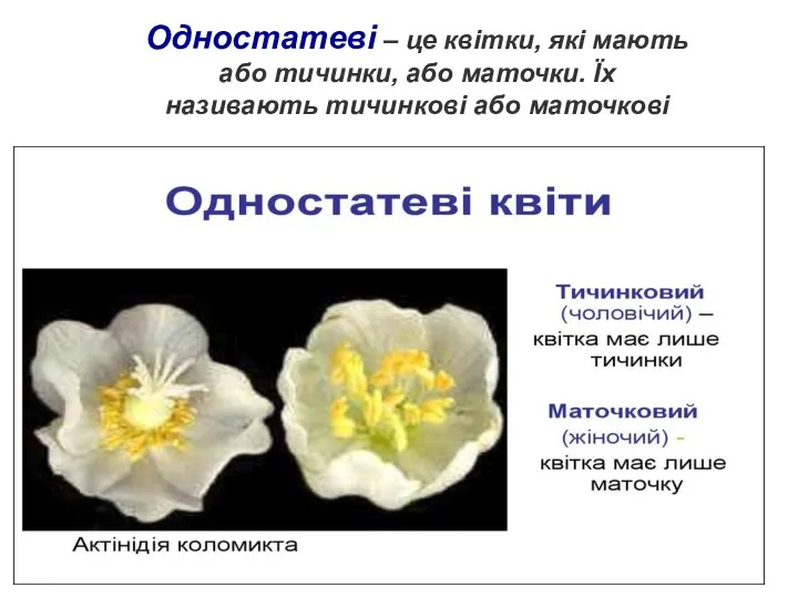 Одностатеві – це квітки, які мають або тичинки, або маточки. Їх називають тичинкові або маточкові