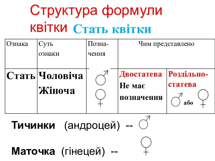 Тичинки (андроцей) -- Маточка (гінецей) -- Стать квітки Структура формули квітки