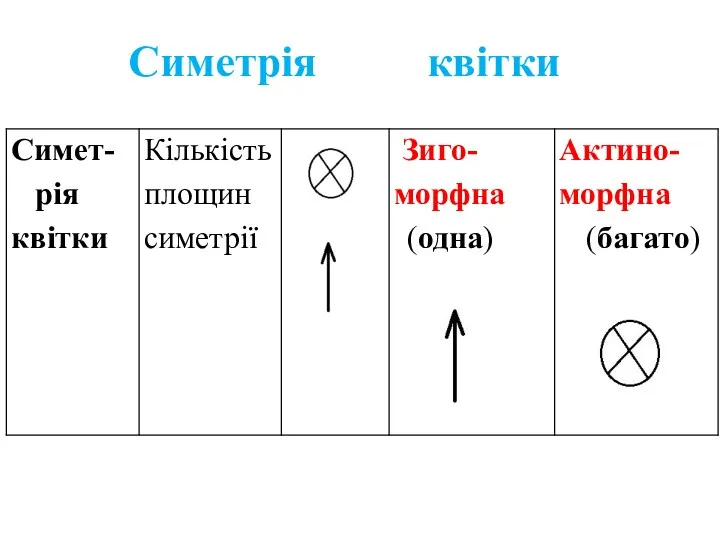 Симетрія квітки