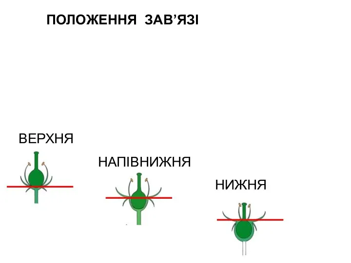 ПОЛОЖЕННЯ ЗАВ’ЯЗІ ВЕРХНЯ НАПІВНИЖНЯ НИЖНЯ