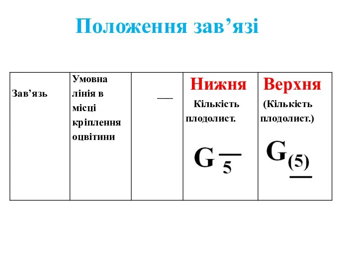 Положення зав’язі