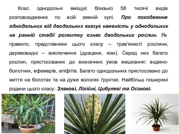 Клас однодольні вміщує близько 58 тисячі видів розповсюджених по всій