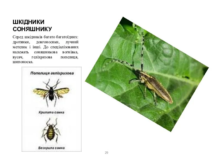 ШКІДНИКИ СОНЯШНИКУ Серед шкідників багато багатоїдних: дротянки, довгоносики, лучний метелик