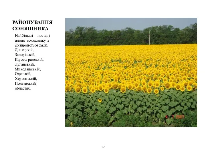 РАЙОНУВАННЯ СОНЯШНИКА Найбільші посівні площі соняшнику в Дніпропетровській, Донецькій, Запорізькій,