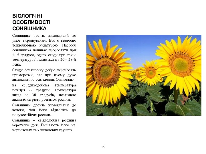 БІОЛОГІЧНІ ОСОБЛИВОСТІ СОНЯШНИКА Соняшник досить вимогливий до умов вирощування. Він