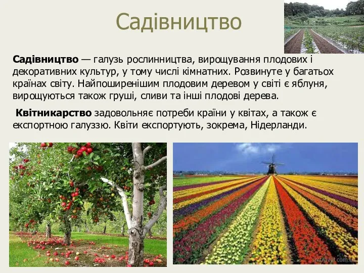 Садівництво Садівництво — галузь рослинництва, вирощування плодових і декоративних культур,
