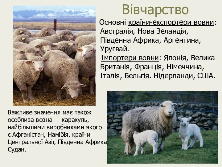 Вівчарство Основні країни-експортери вовни: Австралія, Нова Зеландія, Південна Африка, Аргентина,