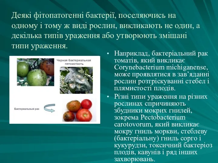 Деякі фітопатогенні бактерії, поселяючись на одному і тому ж виді рослин, викликають не