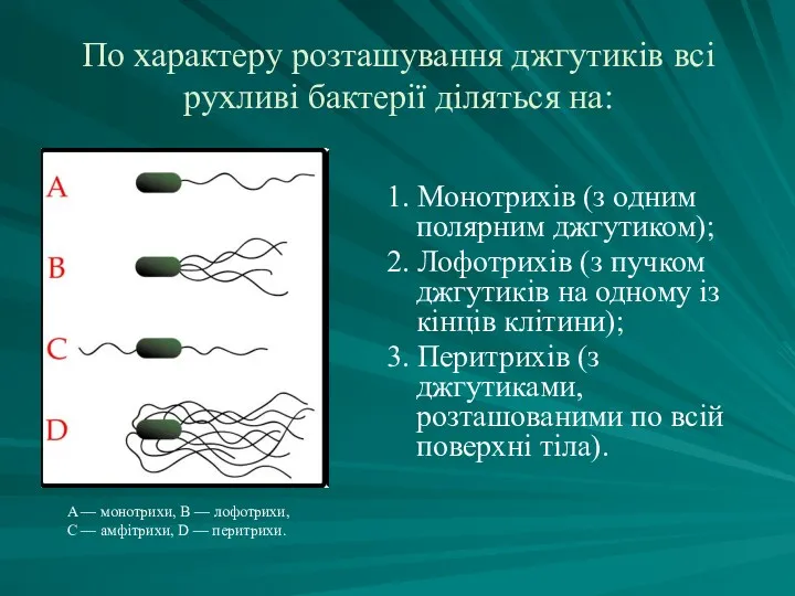 По характеру розташування джгутиків всі рухливі бактерії діляться на: 1. Монотрихів (з одним