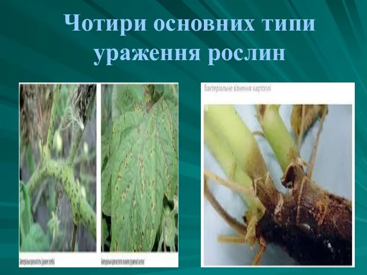 Чотири основних типи ураження рослин