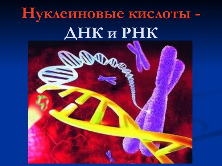 Нуклеиновые кислоты - ДНК и РНК