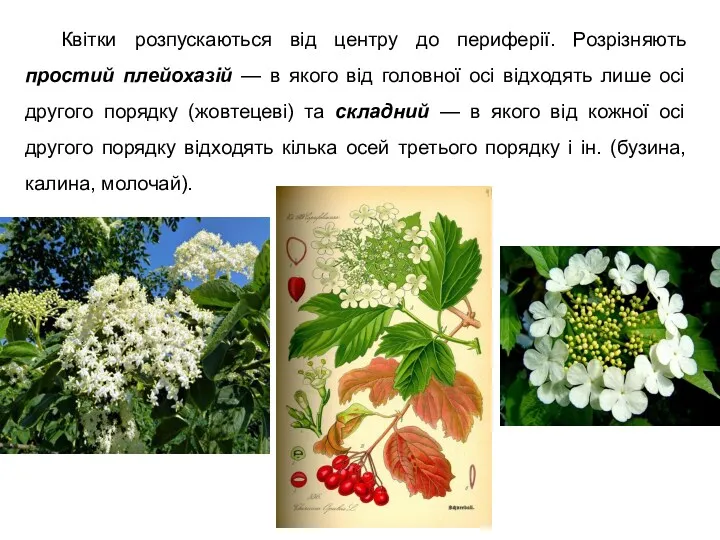 Квітки розпускаються від центру до периферії. Розрізняють простий плейохазій —