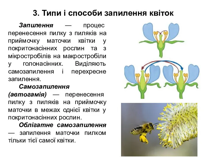 3. Типи і способи запилення квіток Запилення — процес перенесення