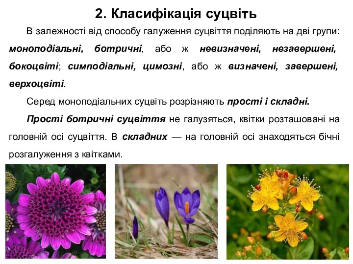 2. Класифікація суцвіть В залежності від способу галуження суцвіття поділяють