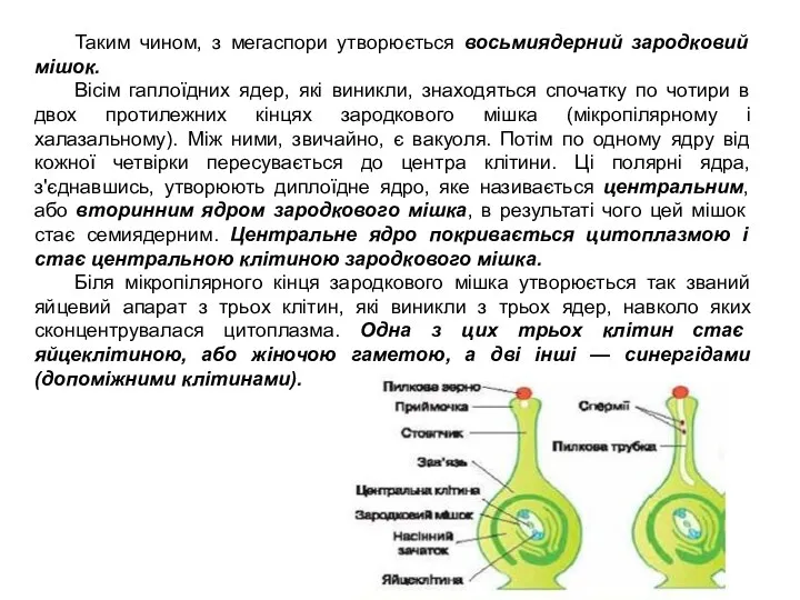 Таким чином, з мегаспори утворюється восьмиядерний зародковий мішок. Вісім гаплоїдних