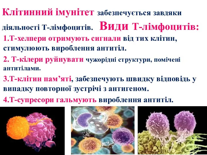 Клітинний імунітет забезпечується завдяки діяльності Т-лімфоцитів. Види Т-лімфоцитів: 1.Т-хелпери отримують